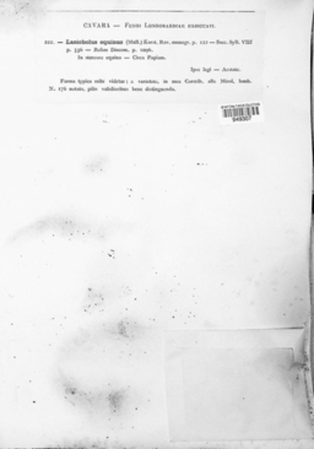 Lasiobolus image